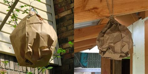 fake paper bag hornet's nest|are hornet nests real.